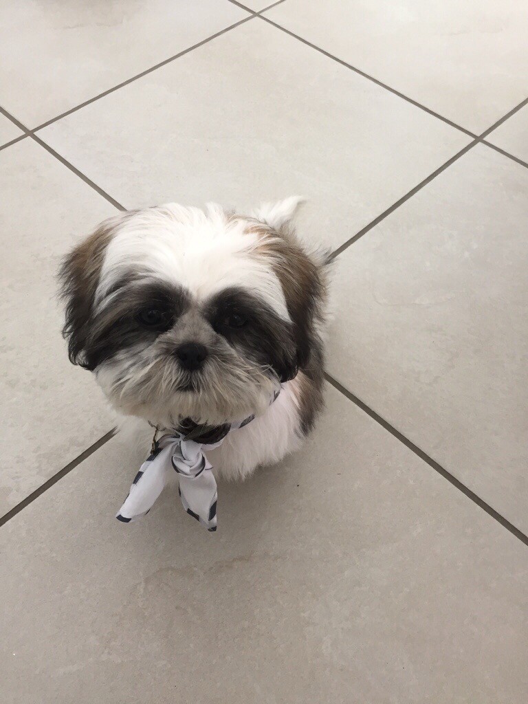 shih tzu for sale gumtree